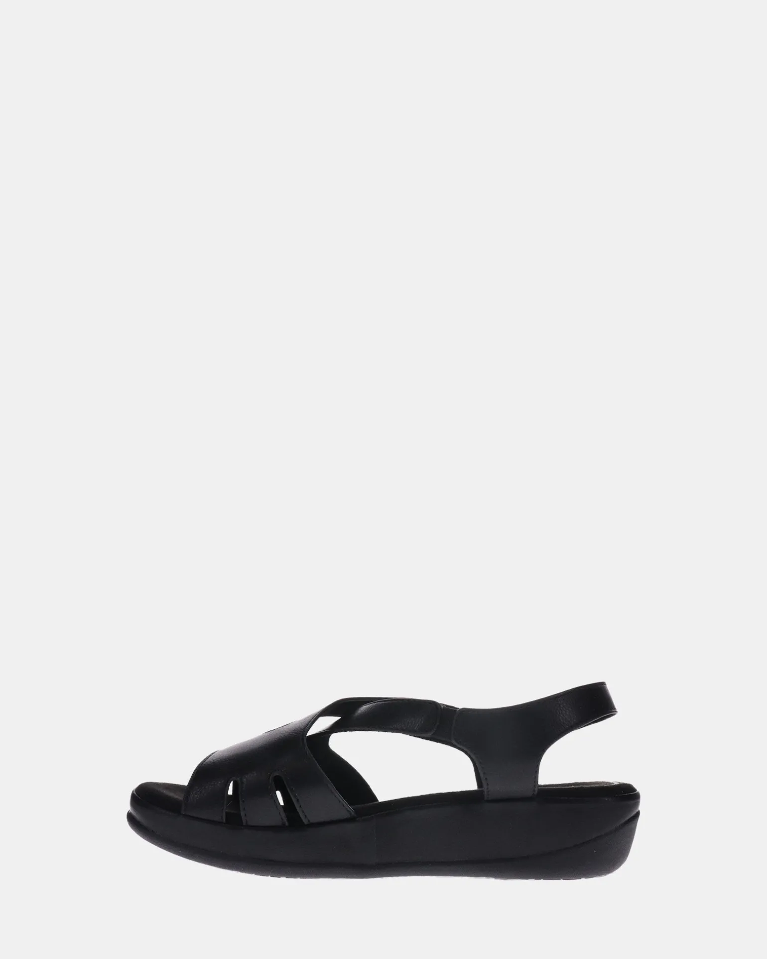 Scholl